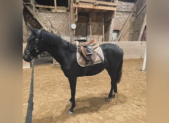 Szwedzki koń gorącokrwisty, Klacz, 2 lat, 153 cm, Gniada