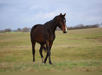 Szwedzki koń gorącokrwisty, Klacz, 2 lat, 165 cm, Ciemnogniada