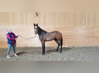 Szwedzki koń gorącokrwisty, Klacz, 2 lat, 170 cm, Ciemnogniada