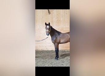 Szwedzki koń gorącokrwisty, Klacz, 2 lat, 170 cm, Ciemnogniada