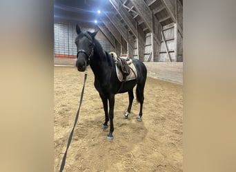 Szwedzki koń gorącokrwisty, Klacz, 2 lat, 172 cm, Gniada