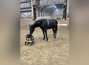Szwedzki koń gorącokrwisty, Klacz, 2 lat, 172 cm, Gniada