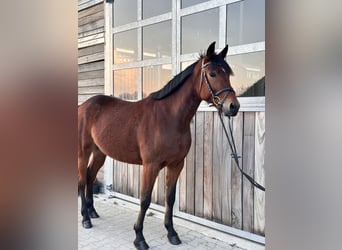 Szwedzki koń gorącokrwisty Mix, Klacz, 5 lat, 155 cm, Gniada