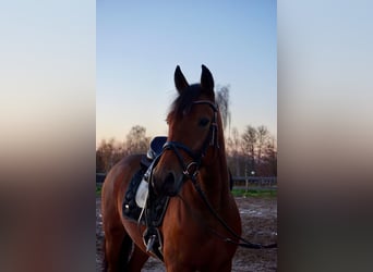 Szwedzki koń gorącokrwisty Mix, Klacz, 5 lat, 155 cm, Gniada