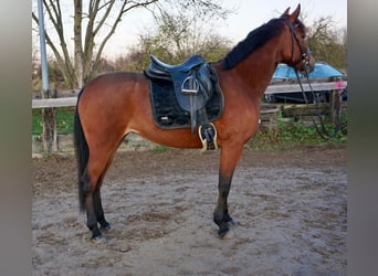 Szwedzki koń gorącokrwisty Mix, Klacz, 5 lat, 155 cm, Gniada