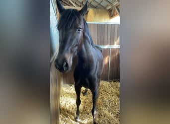 Szwedzki koń gorącokrwisty, Klacz, 5 lat, 163 cm, Kara