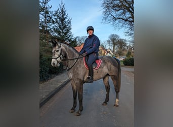 Szwedzki koń gorącokrwisty, Klacz, 5 lat, 164 cm, Siwa