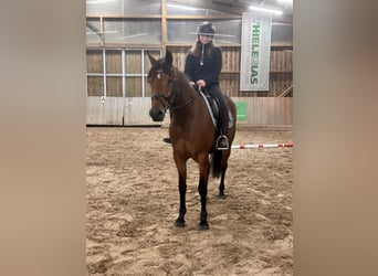 Szwedzki koń gorącokrwisty Mix, Klacz, 6 lat, 157 cm