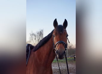 Szwedzki koń gorącokrwisty Mix, Klacz, 6 lat, 157 cm