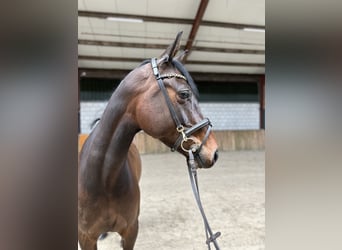 Szwedzki koń gorącokrwisty, Klacz, 6 lat, 165 cm, Ciemnogniada