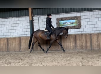 Szwedzki koń gorącokrwisty, Klacz, 6 lat, 165 cm, Ciemnogniada