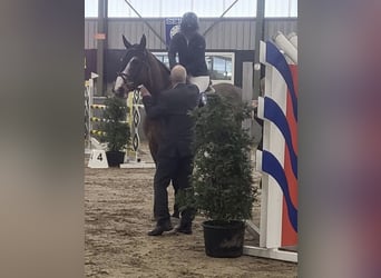 Szwedzki koń gorącokrwisty, Klacz, 6 lat, 165 cm, Gniada