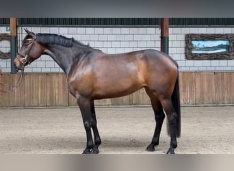 Szwedzki koń gorącokrwisty, Klacz, 6 lat, 166 cm, Gniada