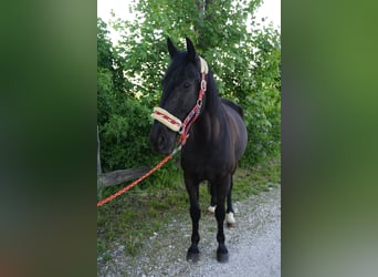 Szwedzki koń gorącokrwisty Mix, Klacz, 8 lat, 156 cm, Kara
