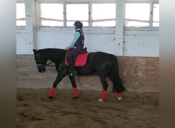 Szwedzki koń gorącokrwisty Mix, Klacz, 8 lat, 156 cm, Kara