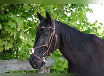 Szwedzki koń gorącokrwisty Mix, Klacz, 8 lat, 156 cm, Kara