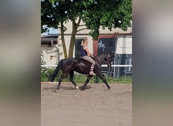 Szwedzki koń gorącokrwisty Mix, Klacz, 8 lat, 156 cm, Kara