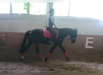 Szwedzki koń gorącokrwisty Mix, Klacz, 8 lat, 156 cm, Kara