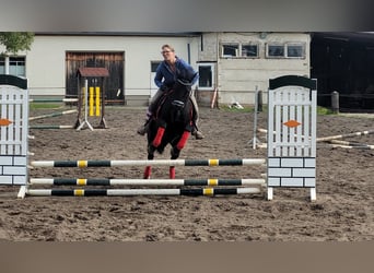 Szwedzki koń gorącokrwisty Mix, Klacz, 8 lat, 156 cm, Kara