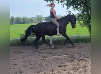 Szwedzki koń gorącokrwisty Mix, Klacz, 8 lat, 156 cm, Kara