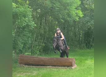 Szwedzki koń gorącokrwisty Mix, Klacz, 8 lat, 156 cm, Kara