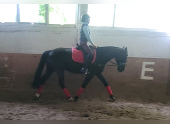 Szwedzki koń gorącokrwisty, Klacz, 8 lat, 156 cm, Kara