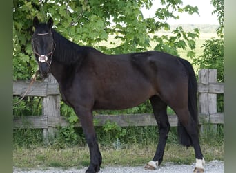 Szwedzki koń gorącokrwisty Mix, Klacz, 8 lat, 156 cm, Kara