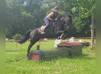 Szwedzki koń gorącokrwisty Mix, Klacz, 8 lat, 156 cm, Kara