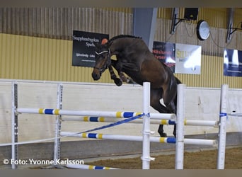 Szwedzki koń gorącokrwisty, Klacz, 8 lat, 165 cm, Ciemnogniada