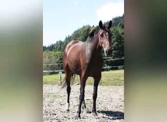 Szwedzki koń gorącokrwisty Mix, Klacz, 8 lat, 165 cm, Gniada