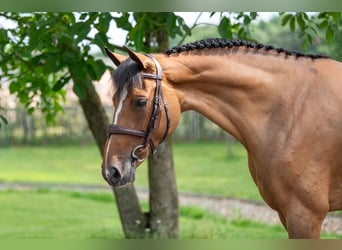 Szwedzki koń gorącokrwisty, Klacz, 8 lat, 166 cm, Gniada