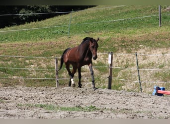 Szwedzki koń gorącokrwisty Mix, Klacz, 9 lat, 165 cm, Gniada