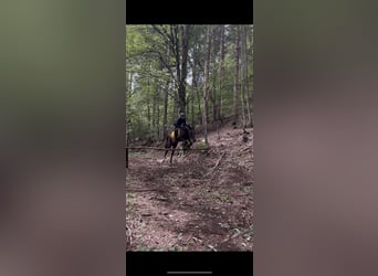 Szwedzki koń gorącokrwisty Mix, Klacz, 9 lat, 165 cm, Gniada