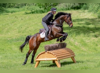 Szwedzki koń gorącokrwisty, Klacz, 9 lat, 168 cm, Ciemnogniada