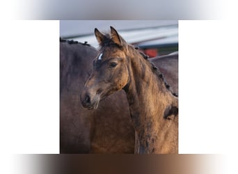 Szwedzki koń gorącokrwisty, Klacz, Źrebak (05/2026), Ciemnogniada