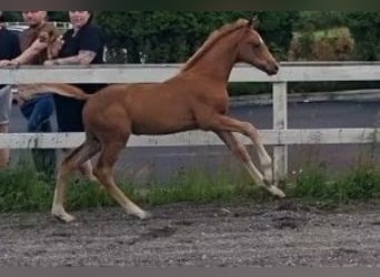 Szwedzki koń gorącokrwisty, Ogier, 1 Rok, 168 cm, Cisawa