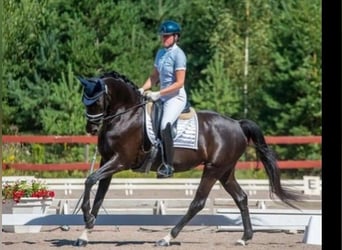 Szwedzki koń gorącokrwisty, Ogier, 1 Rok, 168 cm, Cisawa