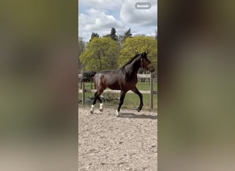 Szwedzki koń gorącokrwisty, Ogier, 2 lat, 164 cm, Ciemnogniada
