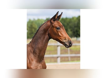 Szwedzki koń gorącokrwisty, Ogier, Źrebak (05/2026), Gniada
