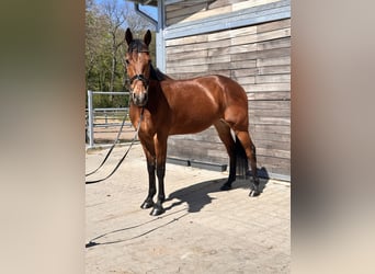 Szwedzki koń gorącokrwisty Mix, Wałach, 10 lat, 163 cm, Jasnogniada