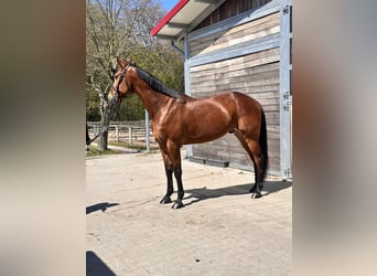 Szwedzki koń gorącokrwisty Mix, Wałach, 10 lat, 163 cm, Jasnogniada