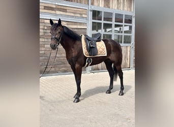 Szwedzki koń gorącokrwisty Mix, Wałach, 4 lat, 160 cm, Ciemnogniada