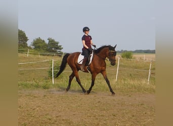 Szwedzki koń gorącokrwisty Mix, Wałach, 4 lat, 162 cm, Gniada