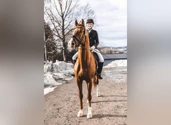 Szwedzki koń gorącokrwisty, Wałach, 4 lat, 173 cm, Ciemnokasztanowata