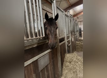 Szwedzki koń gorącokrwisty Mix, Wałach, 5 lat, 160 cm, Ciemnogniada