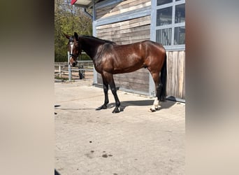 Szwedzki koń gorącokrwisty Mix, Wałach, 7 lat, 164 cm, Ciemnogniada