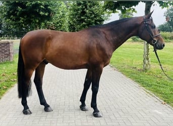 Szwedzki koń gorącokrwisty, Wałach, 9 lat, 167 cm, Gniada