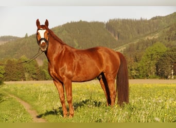 Szwedzki koń gorącokrwisty, Wałach, 11 lat, 165 cm, Kasztanowata