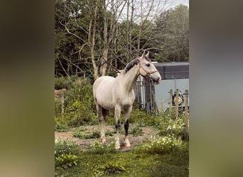 Szwedzki koń gorącokrwisty, Wałach, 11 lat, 172 cm, Gniadodereszowata