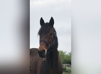 Szwedzki koń gorącokrwisty, Wałach, 12 lat, 160 cm, Gniada